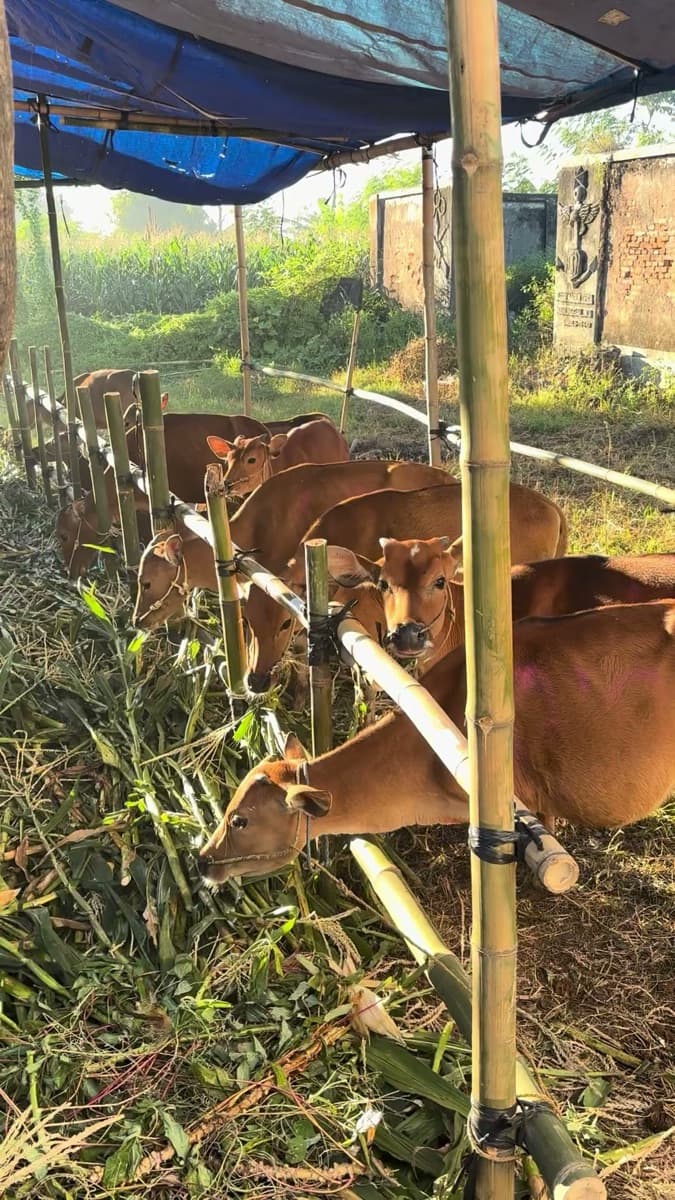 Sapi lokal dari peternak setempat